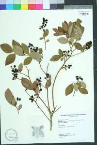 Vaccinium fuscatum image