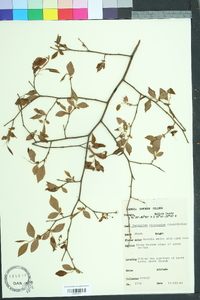 Vaccinium fuscatum image