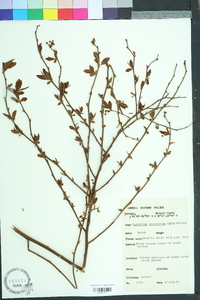 Vaccinium fuscatum image