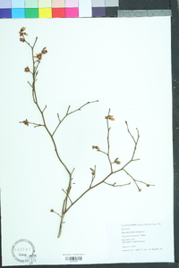 Vaccinium fuscatum image