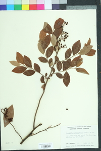 Vaccinium fuscatum image