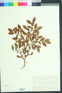 Vaccinium fuscatum image