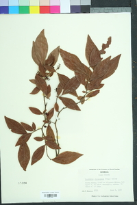 Vaccinium fuscatum image