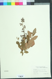 Vaccinium fuscatum image