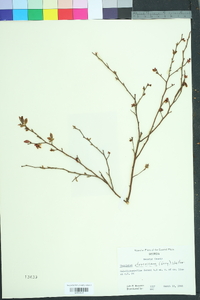 Vaccinium fuscatum image