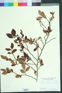 Vaccinium fuscatum image