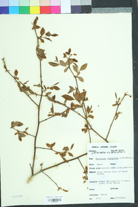 Vaccinium fuscatum image