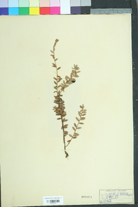 Vaccinium macrocarpon image