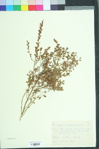 Vaccinium myrsinites image