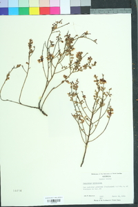 Vaccinium myrsinites image