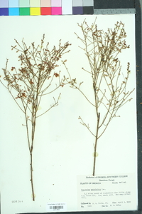 Vaccinium myrsinites image