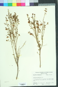 Vaccinium myrsinites image