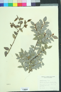 Vaccinium ovatum image