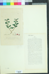 Vaccinium vitis-idaea image