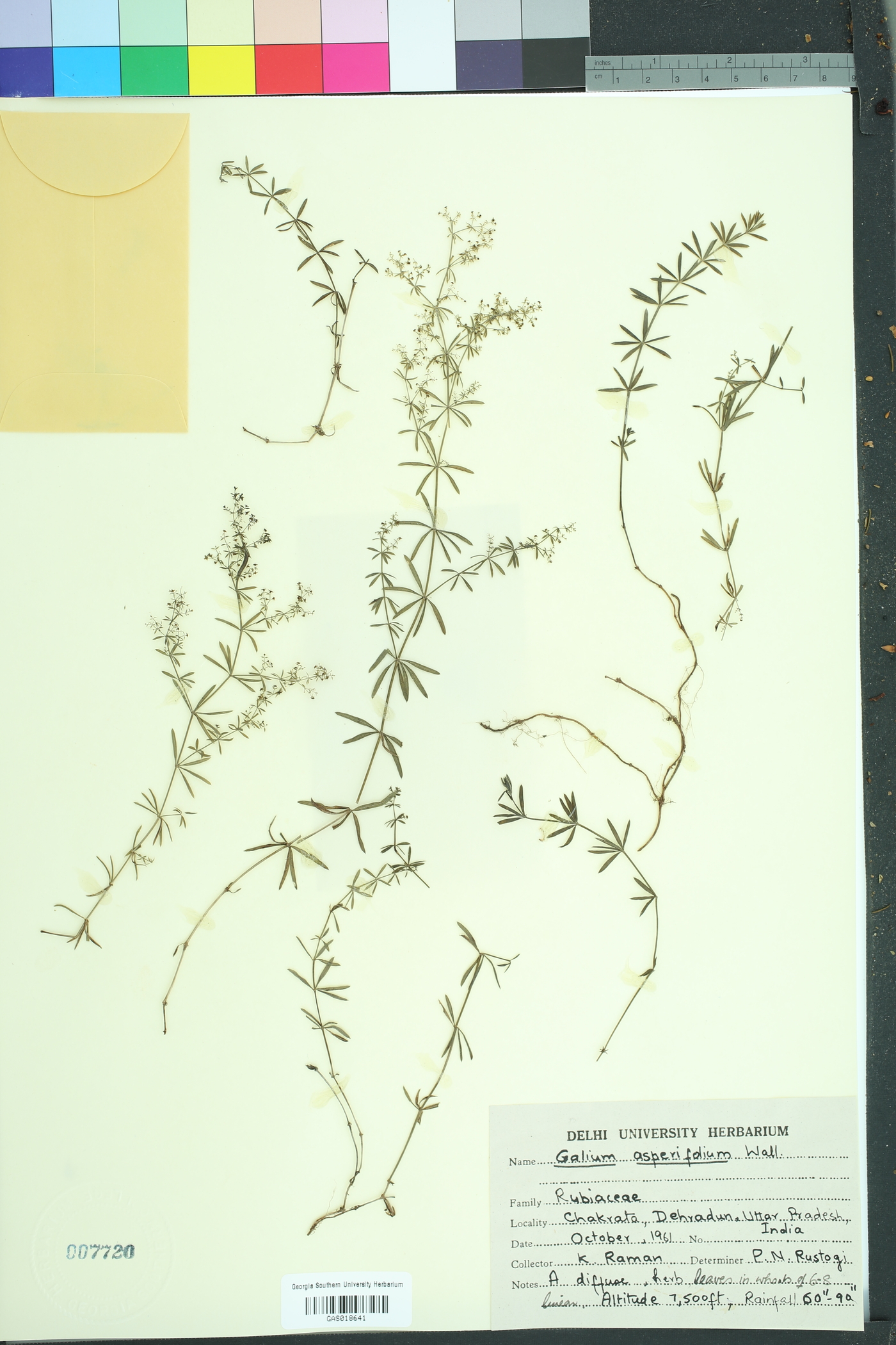 Galium asperifolium image