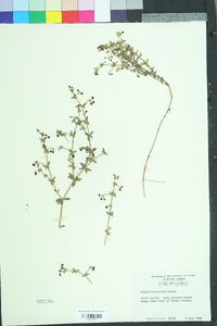 Galium hispidulum image