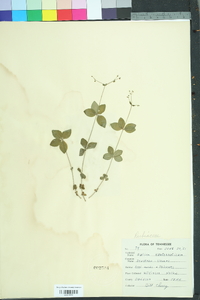 Galium kamtschaticum image