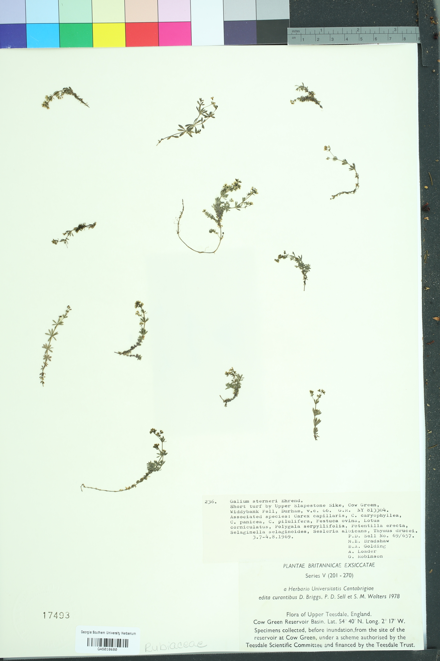 Galium sterneri image