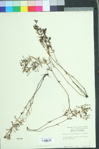 Stenaria nigricans var. nigricans image