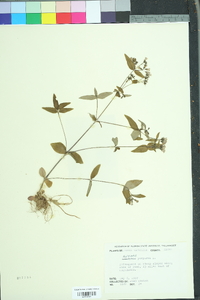 Houstonia purpurea image