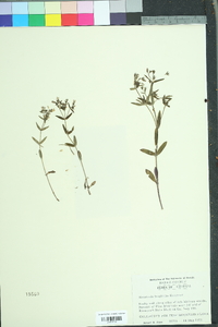 Houstonia longifolia image