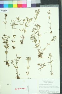 Houstonia longifolia image