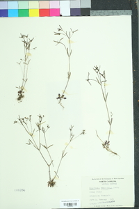 Houstonia longifolia image