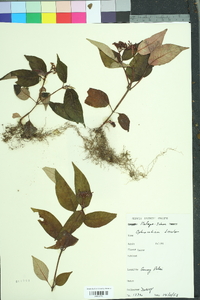 Image of Ophiorrhiza discolor