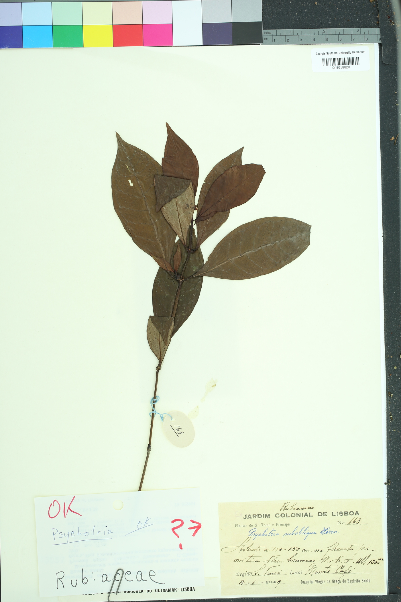 Psychotria subobliqua image