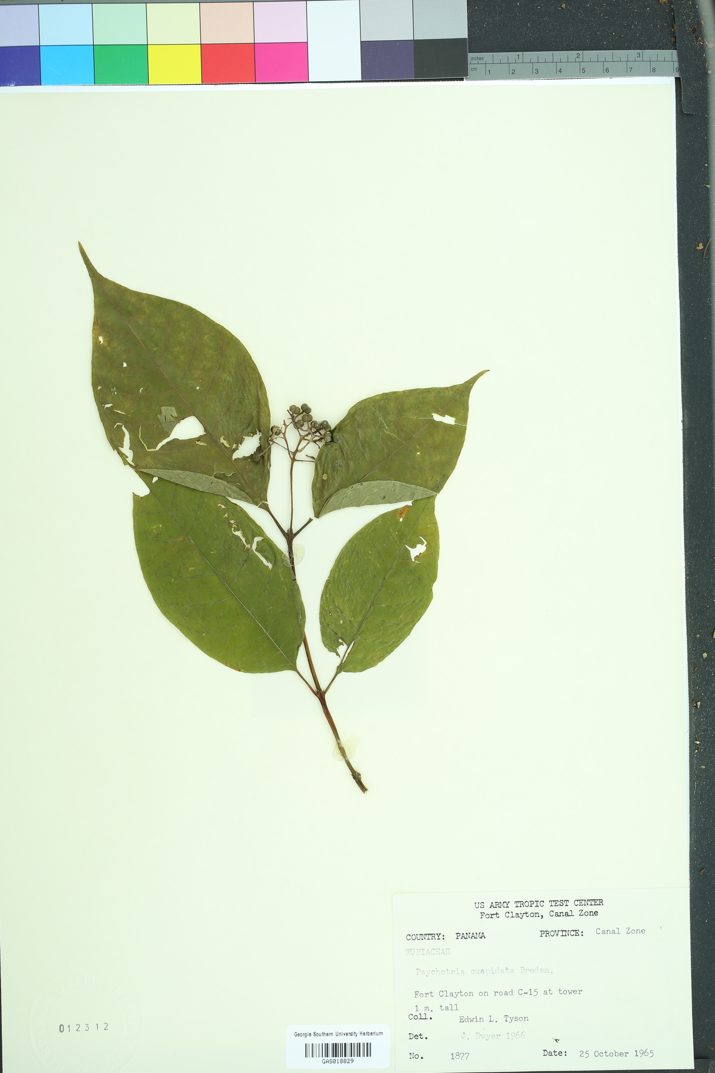 Palicourea cuspidata image