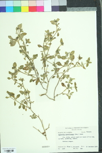 Richardia brasiliensis image