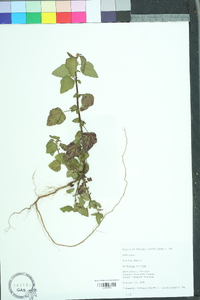 Richardia scabra image