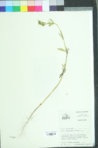 Richardia scabra image