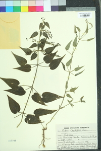 Rubia cordifolia image