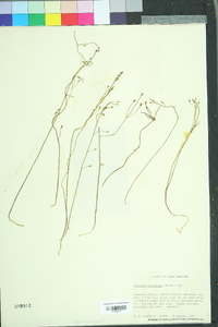 Bartonia paniculata image