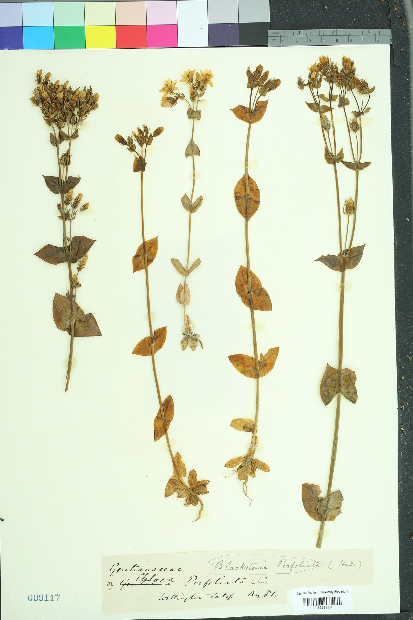 Blackstonia perfoliata image