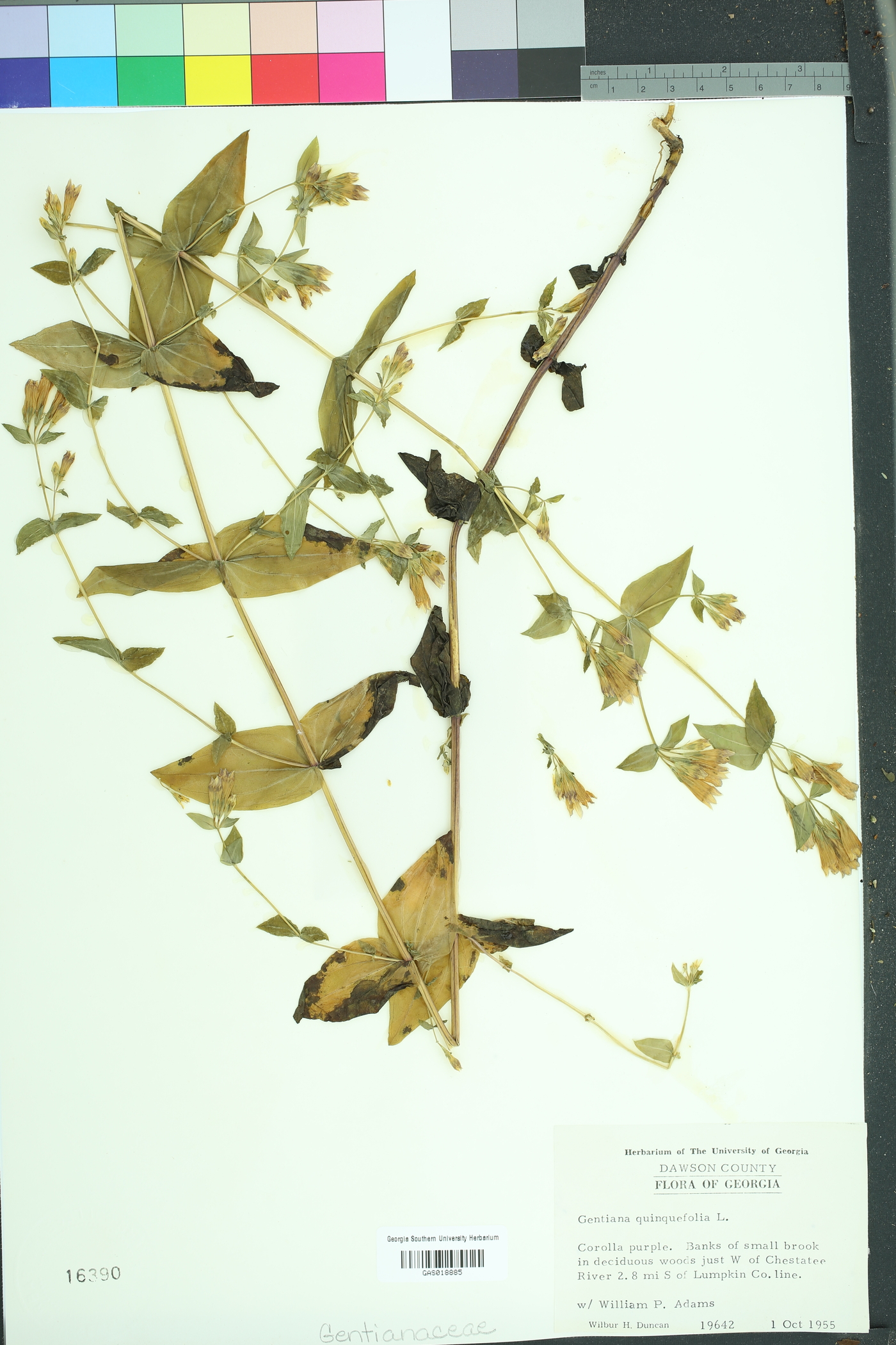 Gentianella quinquefolia quinquefolia image