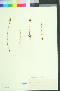 Centaurium erythraea image