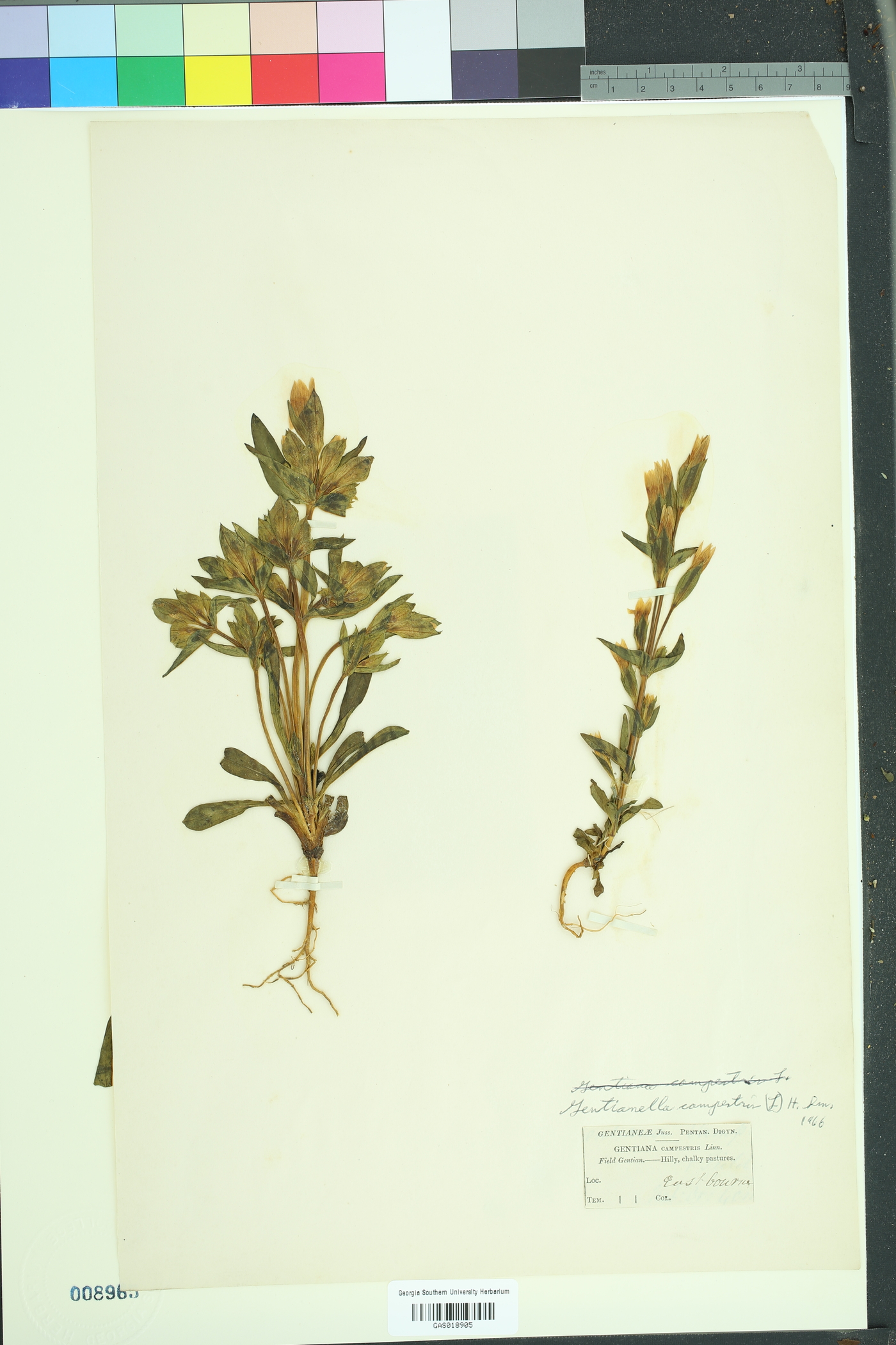 Gentianella campestris image