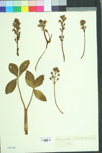 Menyanthes trifoliata image