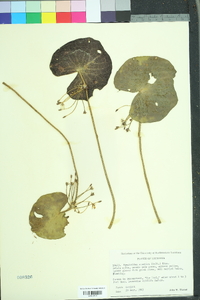 Nymphoides aquatica image