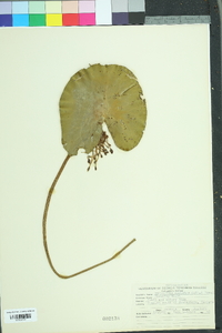 Nymphoides aquatica image