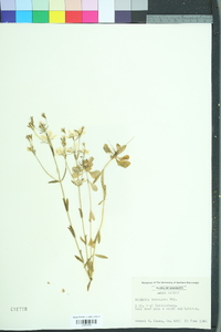 Sabatia brachiata image