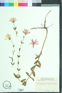 Sabatia dodecandra image