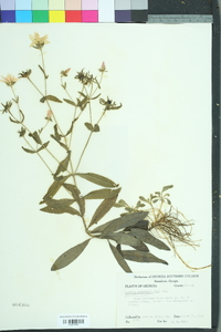 Sabatia dodecandra image