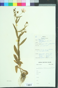 Sabatia dodecandra image