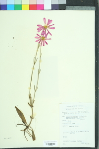 Sabatia bartramii image