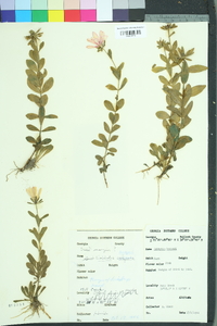 Sabatia dodecandra image