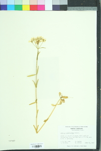 Sabatia quadrangula image