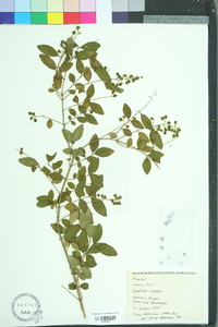 Ligustrum sinense image